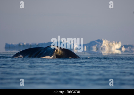 Baleine boréale Balaena mysticetus nage à travers une coupure dans la banquise de la mer de Chukchi Banque D'Images