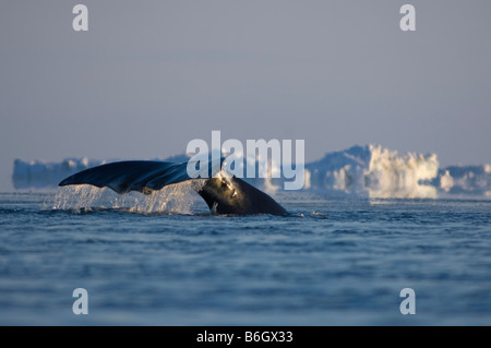 Baleine boréale Balaena mysticetus nage à travers une coupure dans la banquise de la mer de Chukchi Banque D'Images