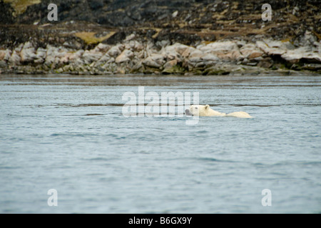 Ours polaire Banque D'Images