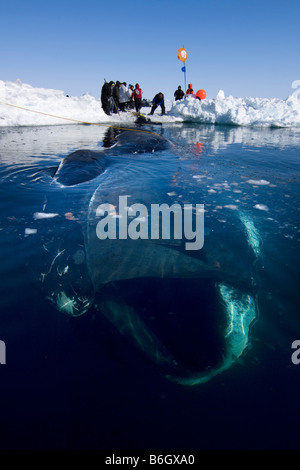 Baleine boréale (Balaena mysticetus) sous l'eau, l'île de Baffin ...