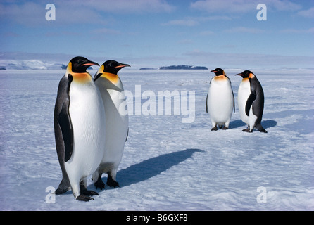 Aptenodytes forsteri, manchots empereurs, l'homme manchot empereur détient le seul oeuf sur ses pieds pour deux mois d'hiver Banque D'Images