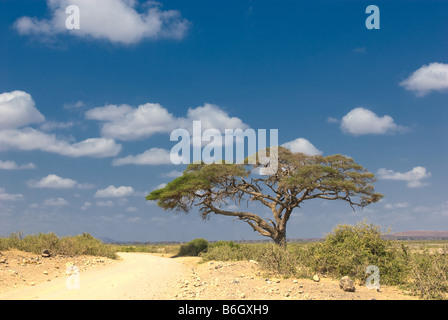 Paysage de campagne dans le domaine de l'arbre Banque D'Images