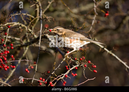 Redwing Turdus iliacus sur les baies d'hiver Midlands Banque D'Images