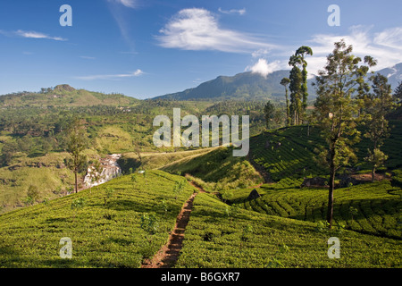 Les plantations de thé dans les collines de thé, près de Nuwara Eliya, Hill Country, au Sri Lanka, en Asie Banque D'Images