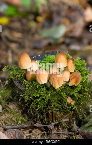 Inkcap Coprinus micaceus chatoyante des fructifications des champignons poussant sur une souche d'arbre couverts de mousse Banque D'Images