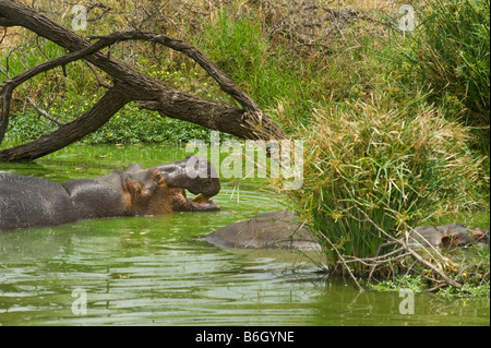 L'état sauvage des animaux Hippopotame amphibie d'hippopotame dans l'eau point d'eau au sud-Afrika afrique du sud baignoire Bain ambiance panorama vert Banque D'Images