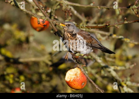 F Turdus Fieldfare sur les pommes d'hiver Norfolk Banque D'Images