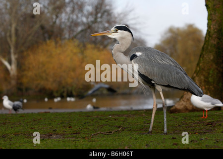 Héron cendré Ardea cinerea Regents Park Londres hiver Banque D'Images