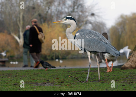 Héron cendré Ardea cinerea Regents Park Londres hiver Banque D'Images