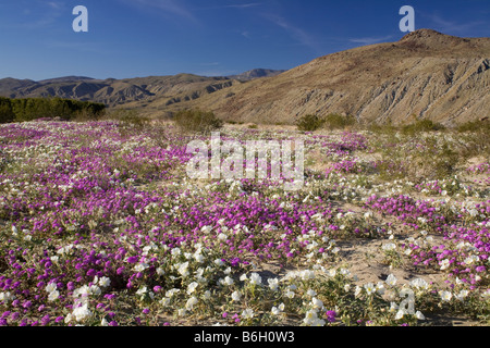 Californie - onagre et dune boule de Coyote Canyon Anza Borrego Desert State Park Banque D'Images