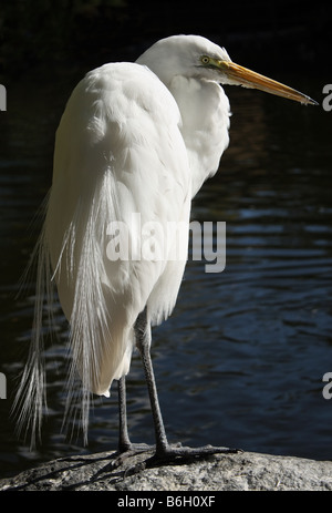 Stock photo d'une Grande Aigrette.La Grande Aigrette Ardea alba aussi connu comme la Grande Aigrette ou d'une pataugeoire est trouvé dans l'aigrette Banque D'Images