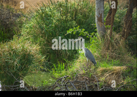 L'état sauvage des animaux Héron cendré Ardea cinerea assis au bord de l'eau étang sud-Afrika afrique du sud watch regarder pour prendre des aliments Banque D'Images