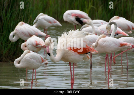 Plus de flamants roses (Phonenicopterus Flamingo ruber) lissage sur un lac dans la Camargue, sud de la France. Banque D'Images