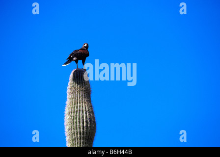 Harris Parabuteo unicinctus (Hawk) Comité permanent sur les cactus Saguaro (Carnegiea gigantea), Sonora Desert Museum, Tucson, Arizona, USA Banque D'Images