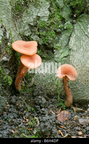 Le séducteur Laccaria laccata fructifications de champignons d'une croissance de la base d'un Beech tree Banque D'Images