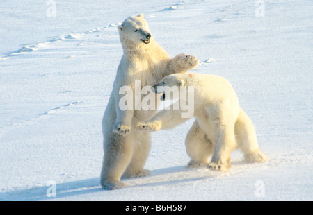 Deux jeunes ours polaires jouent-combats près de Churchill, Manitoba, Canada, avant de retourner dans les champs de glace Banque D'Images