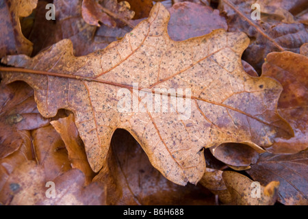 Libre de feuilles de chêne dans l'Oxfordshire forest Banque D'Images