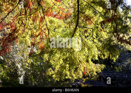 Comme Fougère arbre branches penchées sur un étang pendant la saison d'automne, Forth Worth Texas Banque D'Images