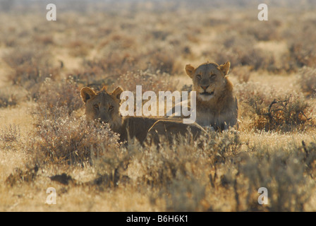 La lionne à Etosha National Park, Namibie Banque D'Images