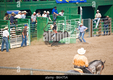 Cowboy et bull barging sortir par la porte Banque D'Images