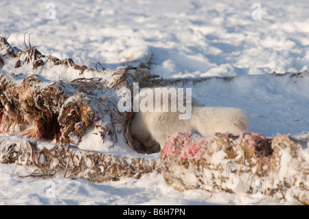 Renard arctique Alopex lagopus paire d'adultes ramasse une carcasse de baleine boréale Balaena mysticetus le long de la côte arctique Kaktovik Barter Island Arctic AK Banque D'Images