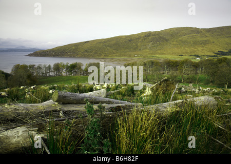 Dégagement de plantation de pins pour la régénération des bois. Crisnée, Wester Ross, Ross et Cromarty, Highlands, Écosse Banque D'Images