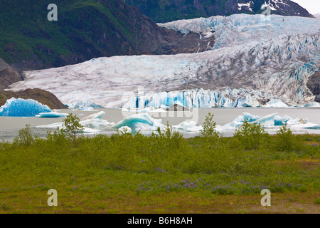 Glacier de Mendenhall Juneau Alaska USA Banque D'Images