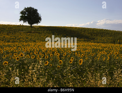 Les champs de tournesols dans Toscuny et Ombrie Banque D'Images