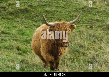 Vache Highland marcher vers le photographe près de Malhamdale dans le Yorkshire Dales Banque D'Images