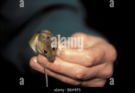 Souris en bois ou champ à longue queue de la souris dans la main Banque D'Images