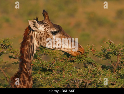 Girafe d'alimentation. Banque D'Images