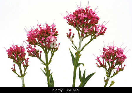 Centranthus ruber valériane rouge Banque D'Images