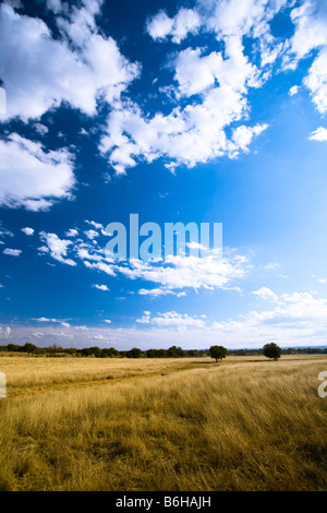 Amber Waves d'herbe et ciel bleu sur un jour d'automne dans le Texas Hill Country Banque D'Images