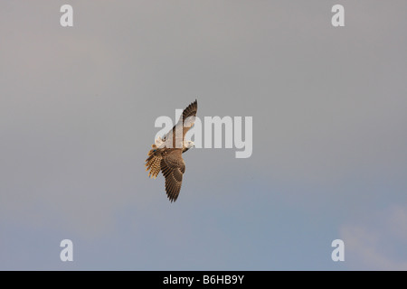 Gyr-Faucon sacré tournant en vol Banque D'Images