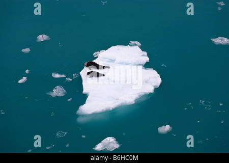 Deux des phoques sur la glace flottante 'Disenchantment Bay' Alaska USA Banque D'Images