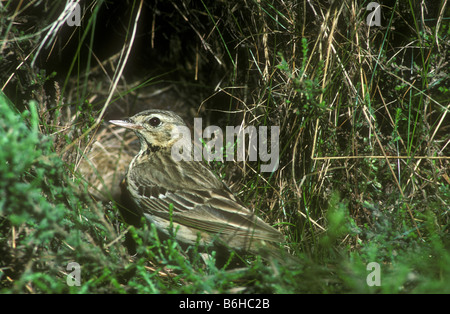 Pipit des arbres au nid Banque D'Images