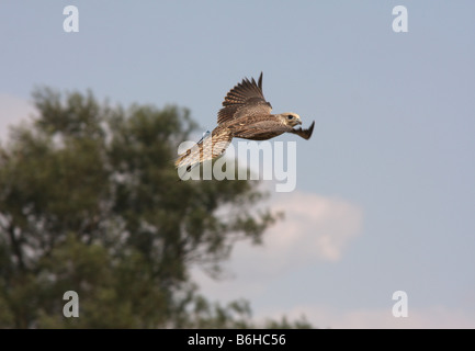 Gyr-faucon sacre en vol Banque D'Images