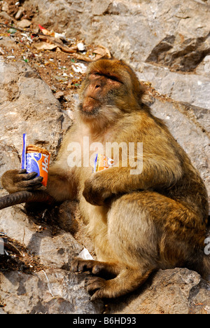 Macaque de barbarie mangeant de sachet de cookies au dépotoir Banque D'Images