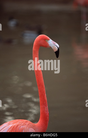 Flamant rose (Phoenicopterus ruber) Banque D'Images
