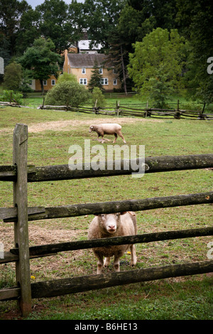 Un pâturage avec deux moutons laineux, l'une par une clôture en bois rustique, l'autre s'exécute en arrière-plan. Banque D'Images