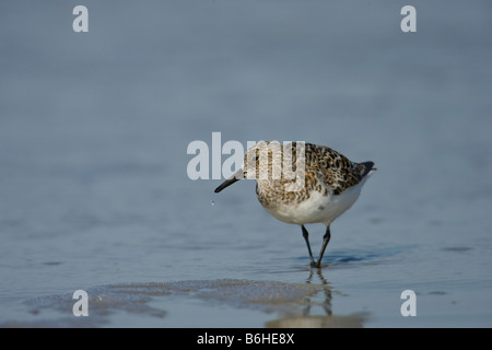 Le Bécasseau semipalmé (Calidris pusilla) dans les vagues Banque D'Images