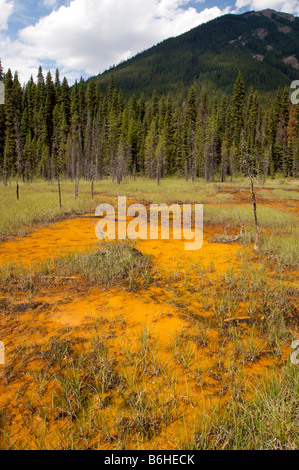 Fer à repasser les pots de peinture, dans le parc national Kootenay Banque D'Images