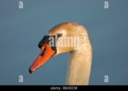 Mute Swan (Cygnus olor), portrait Banque D'Images