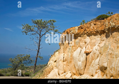 Californie - colline de grès et d'un pin torrey donnant sur l'océan Pacifique de Torrey Pines State Reserve à La Jolla. Banque D'Images