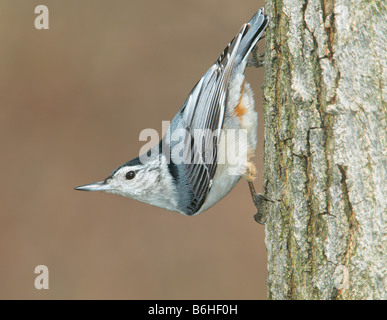 Sittelle à poitrine blanche (Sitta carolinensis) descendre un tronc d'arbre à l'envers Banque D'Images