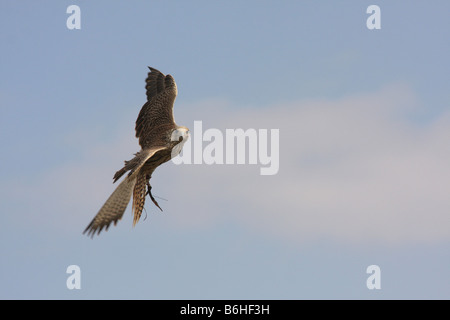 Gyr-Faucon sacré tournant en vol looking at camera Banque D'Images