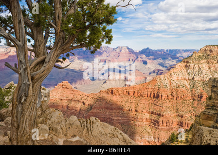 Cèdre antique au bord de la rive sud du Grand Canyon National Park Arizona Banque D'Images