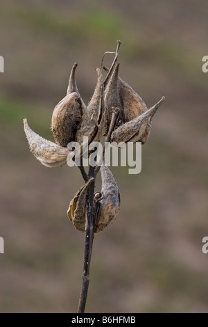 Les gousses séchées d'une plante des mauvaises herbes du lait en hiver l'ASCLÉPIADE (Asclepias purpurascens violet Banque D'Images