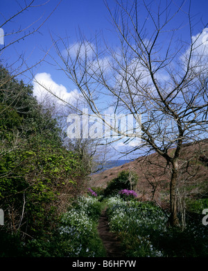 Chemin rural grâce à l'ail sauvage et jacinthes St Marys Penzance Cornwall Banque D'Images