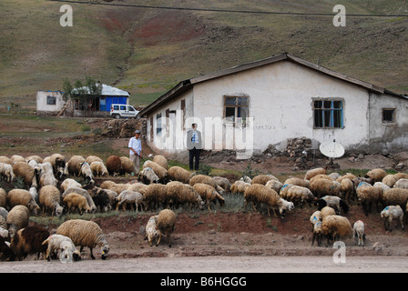 En dehors d'un pâturage de moutons accueil kurde en Turquie Banque D'Images